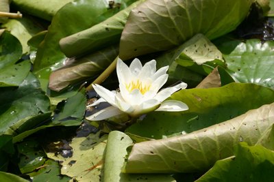 Garsington Waterlily, 2009 by Sarah OToole